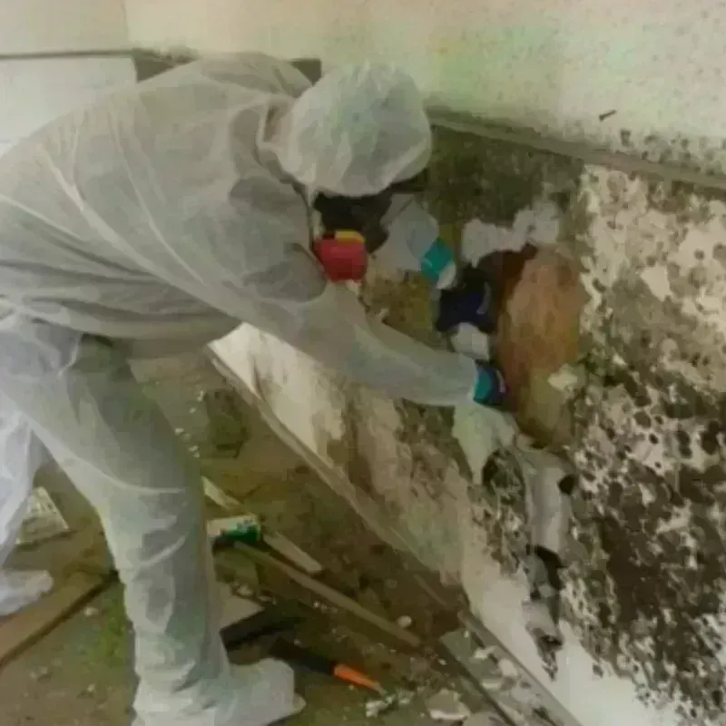 Mold Remediation and Removal in Dravosburg, PA